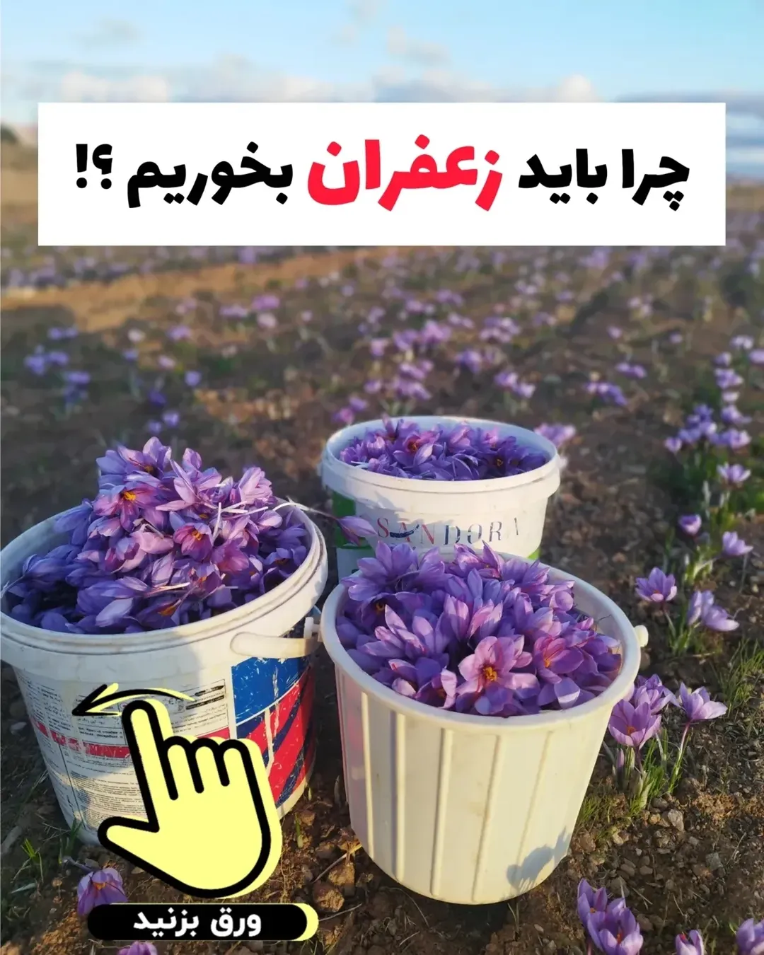 گل خشک زعفران